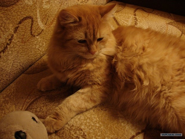 Котовторник стартует