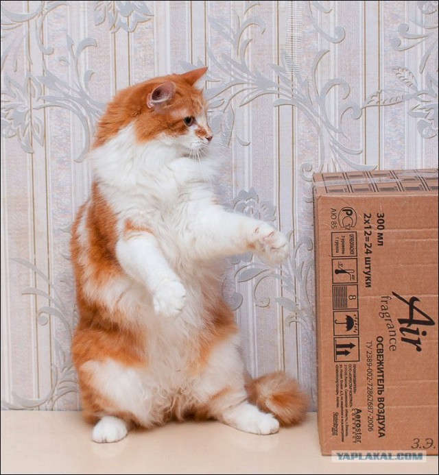 Начинаем котовторник!