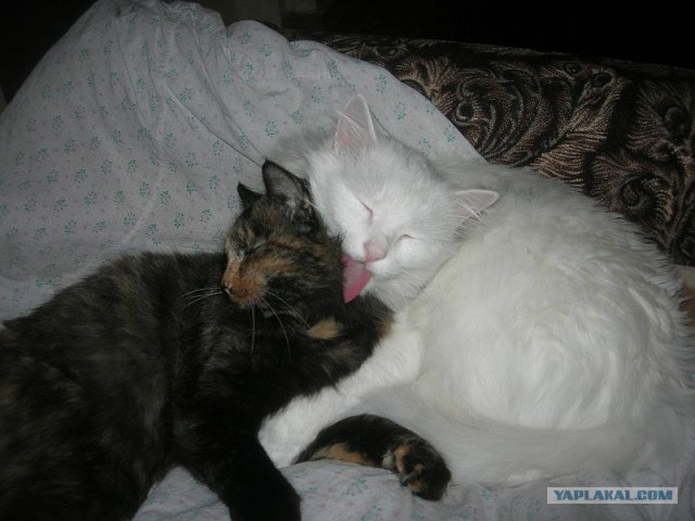 Котовторник!