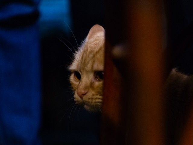 Немного милоты