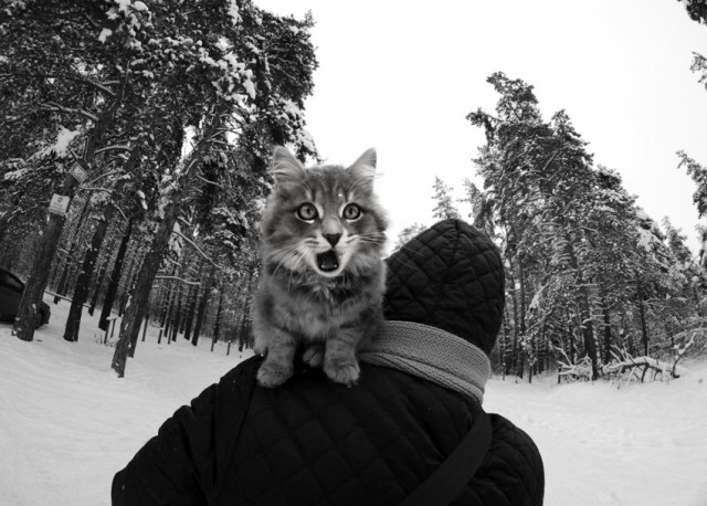 Котовторник (31.01.2012)