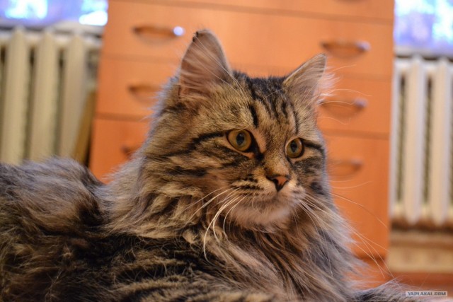 Котовторник (21.02.2012)