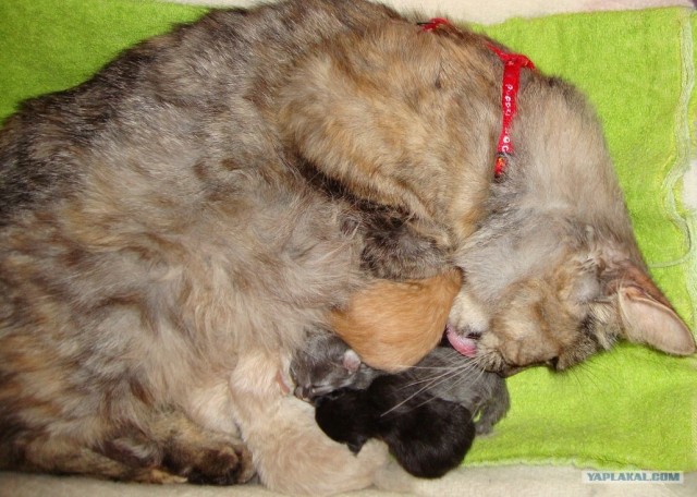 Котовторник 31.07.2012 г.