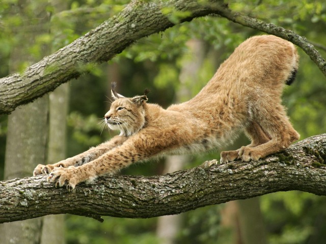 Дикий котовторник