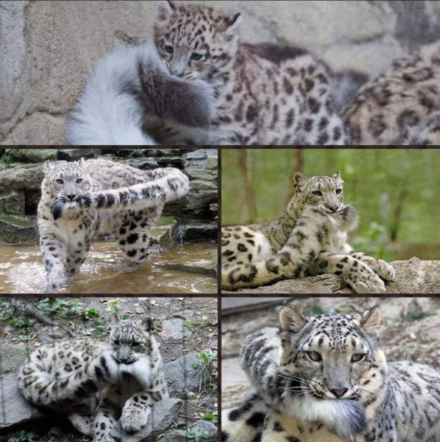 Дикий котовторник