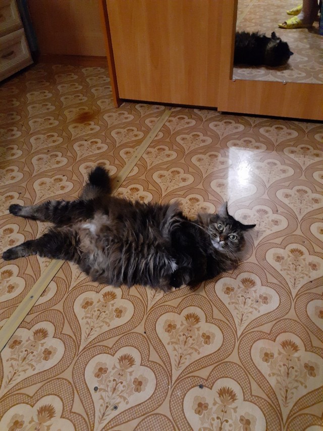 Забавные картинки с котами из сети