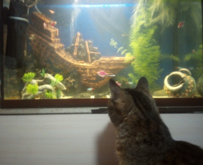 Котовторник 28.01.2020