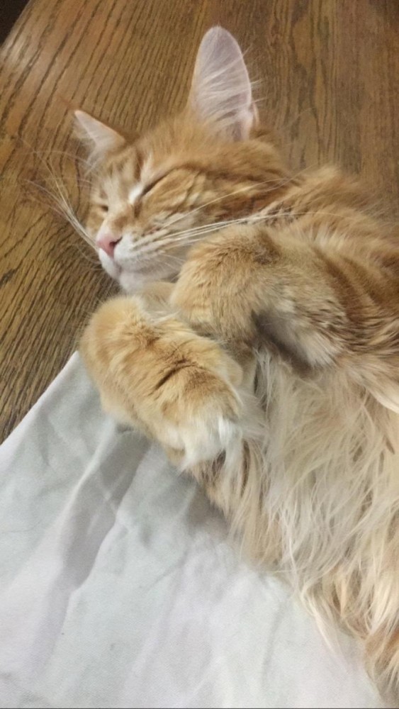Отданные даром. К котовторнику