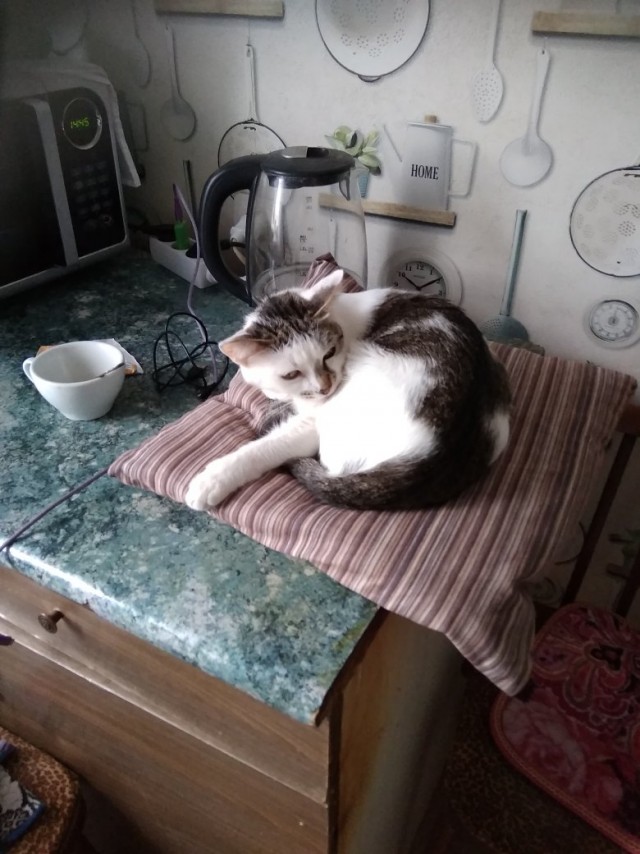 Забавные картинки с котами из сети