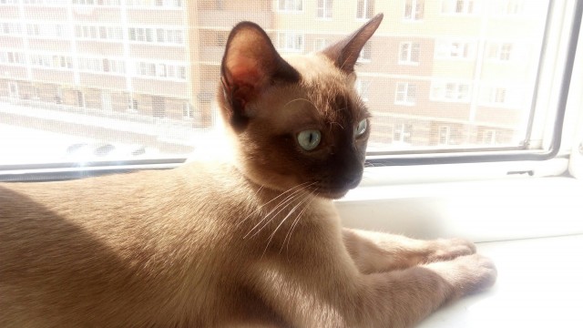 Котофеев пост