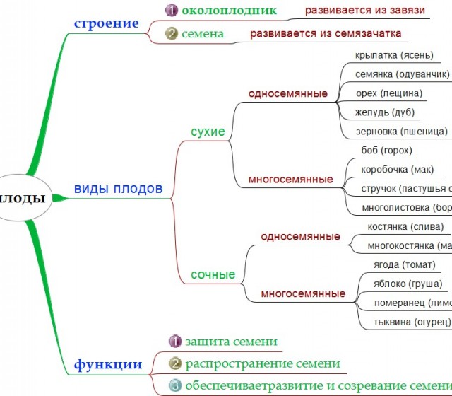 Оказывается перец не овощ, а арбуз не ягода