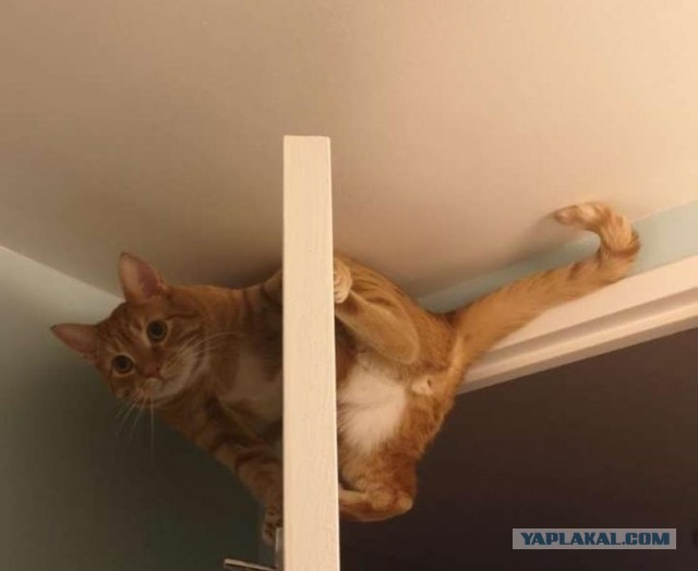 Котовторник?! Коты во вторник!