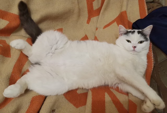 Сон