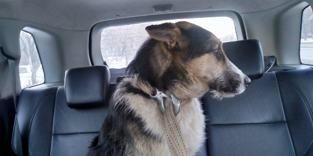Подборка забавной живности