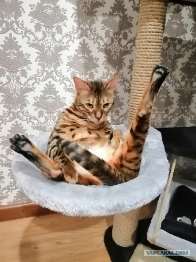 Котовторник. Добавляйте своих