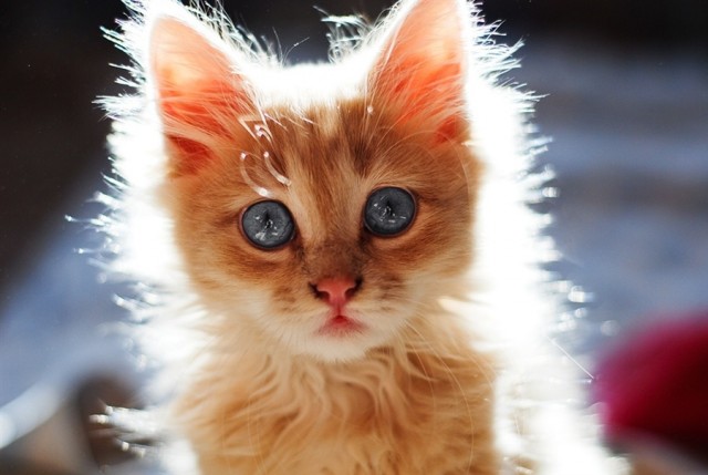 Калейдоскоп картинок