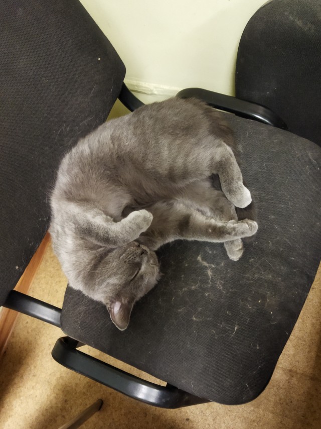Котовторник (свои добавляем)