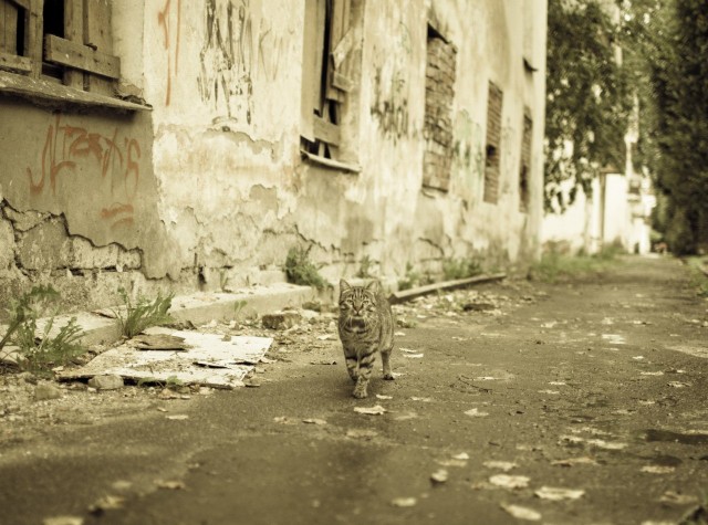 Котовторник 28.09.21