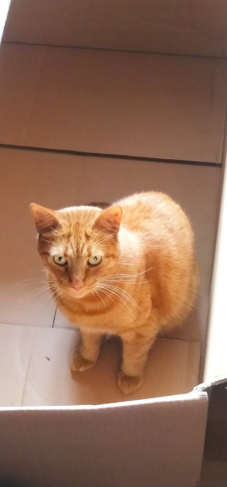 Котовторник