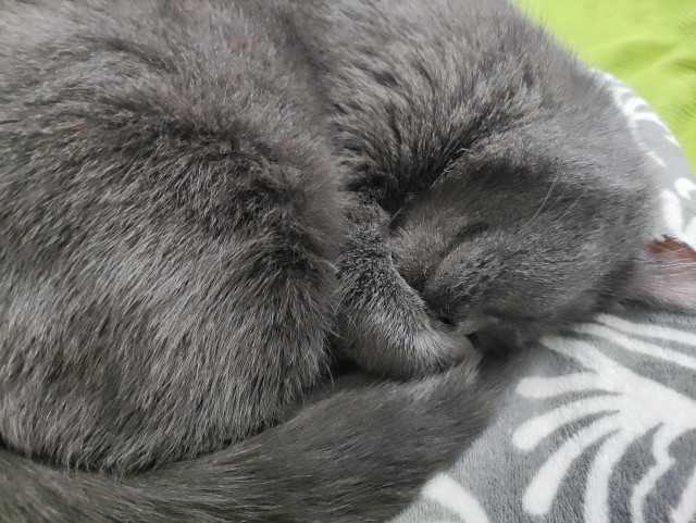 Котовторник вроде.
