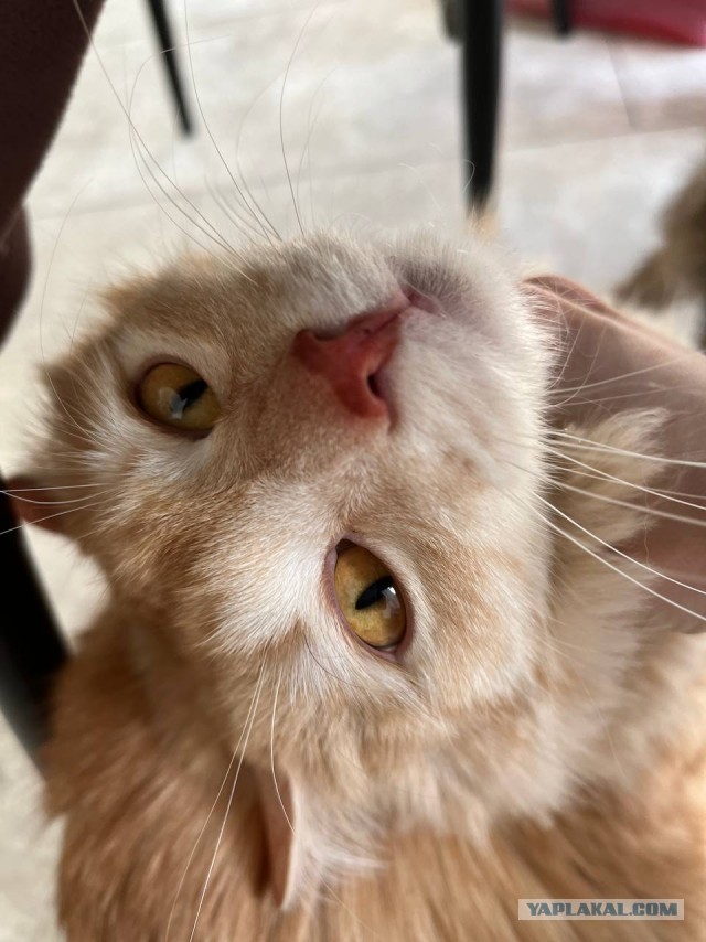 Котовторник ведь начался!