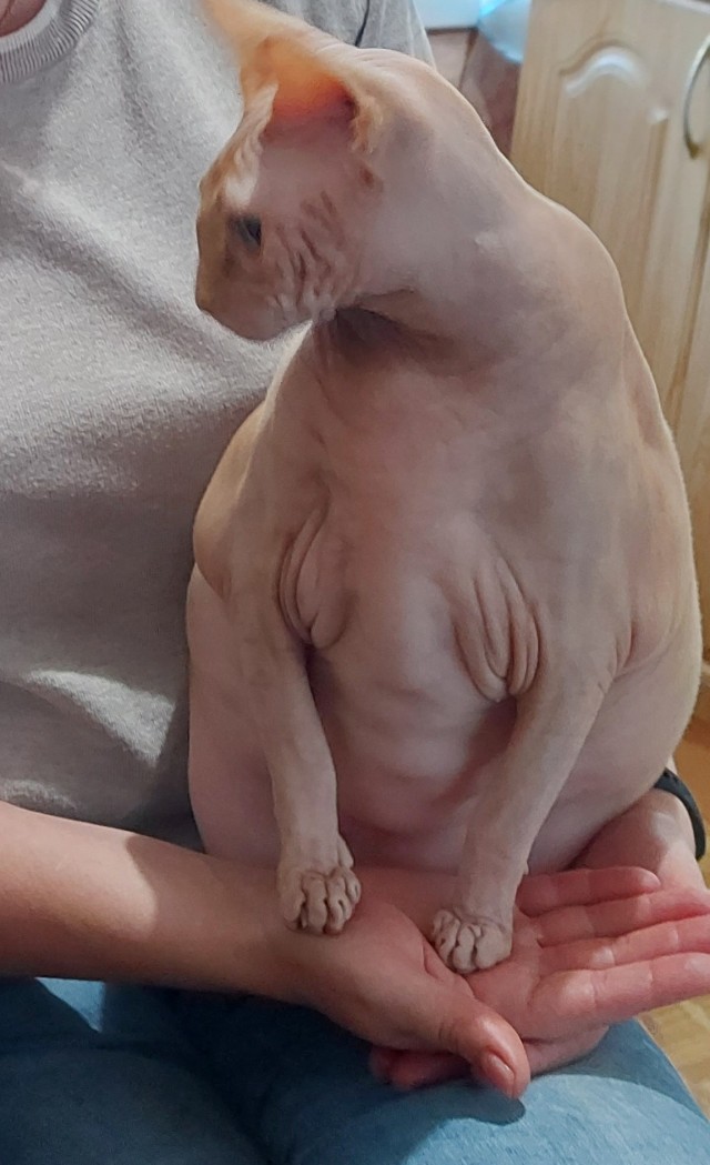 Котовторник 07.06.2022
