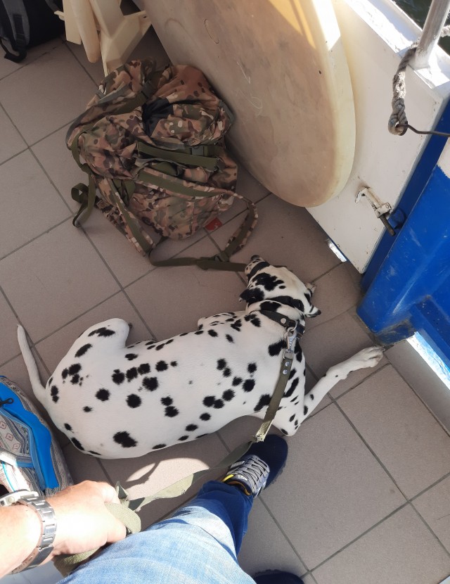 Про собачек