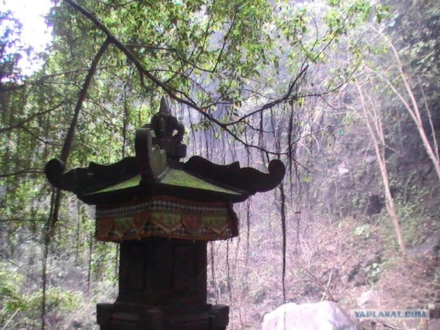 Они живут только 40 лет