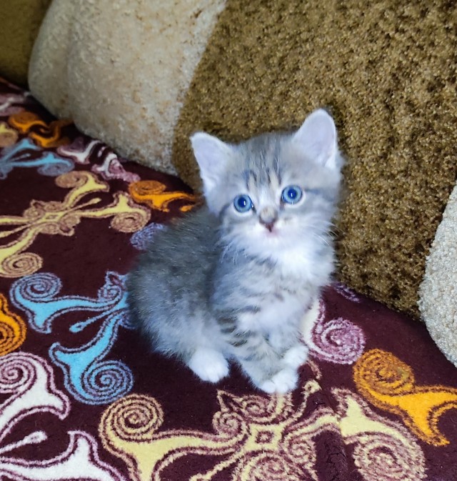 Вторник, сэр кот
