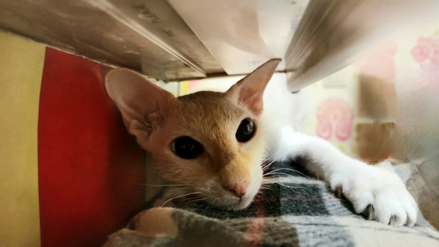 Мой котовторник