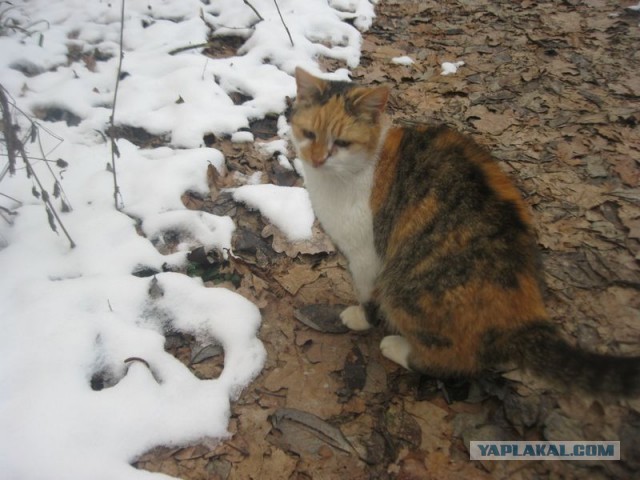 Жизнь домашнего приюта для котеек 423