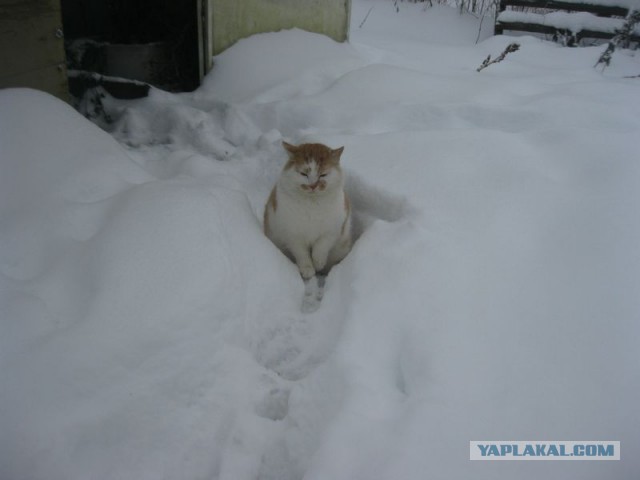 Жизнь домашнего приюта для котеек 425