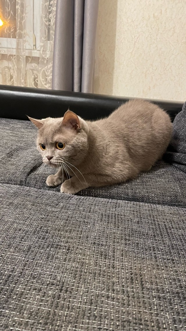 Котовторник 17.01.23