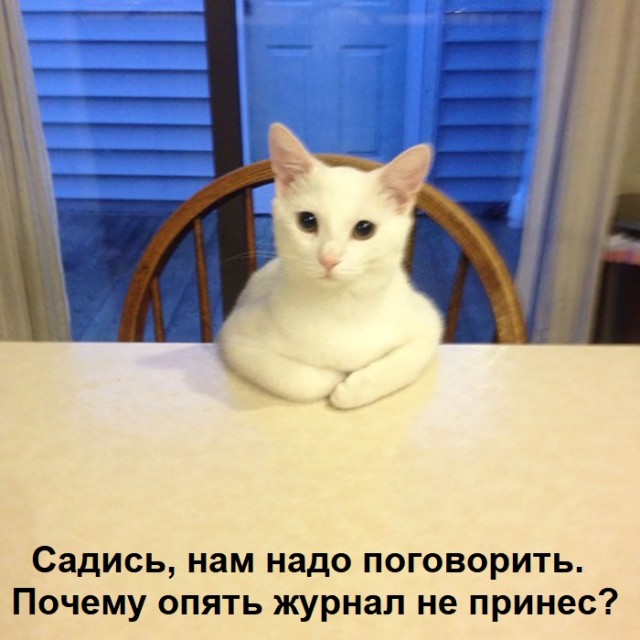 Журнал успешных котов