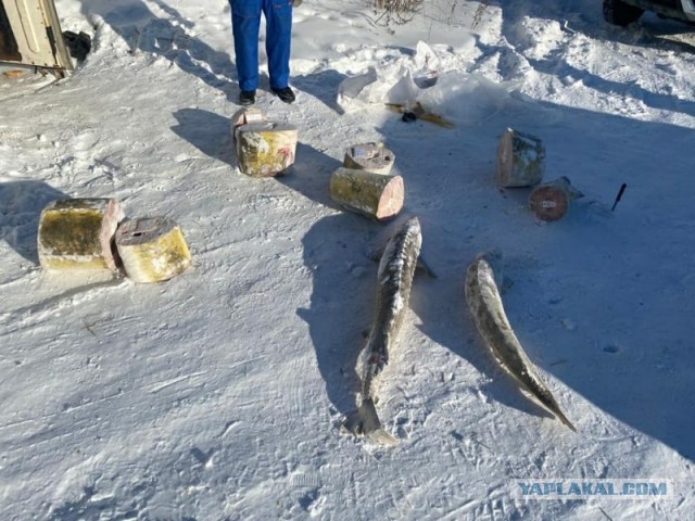 В Хабаровском крае будут судить 50-летнего мужчину за покупку краснокнижного осетра