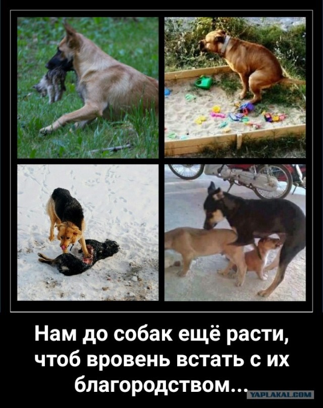 Душещипательное видео из Альметьевска