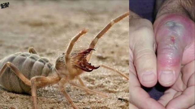 Люди их боятся, но они совершенно безобидные