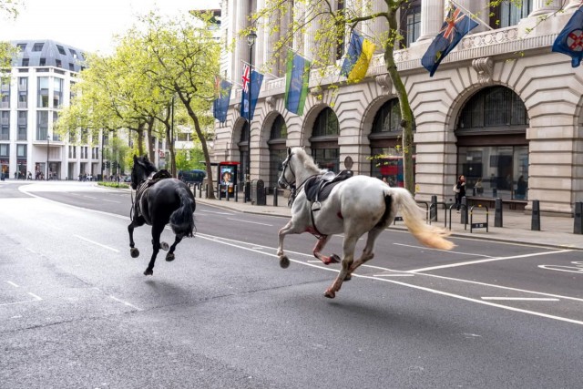 По Лондону бегает окровавленный конь и его напарник. Они скинули с себя полицейских и сбежали