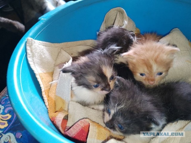 Жизнь домашнего приюта для котеек 498