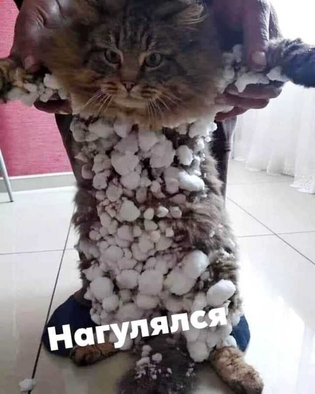 «Кот тут жил до вас»
