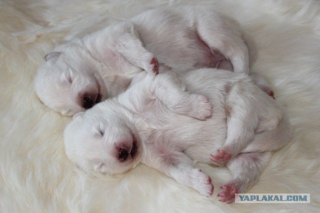 Сокровище севера