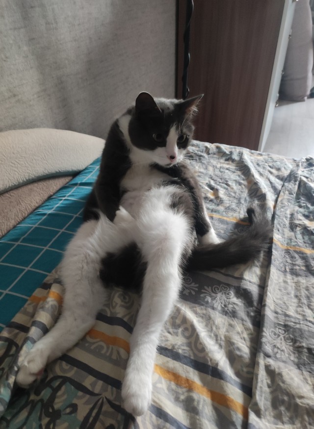 12 самых смешных котов в истории комического конкурса Comedy Pet Photography Awards