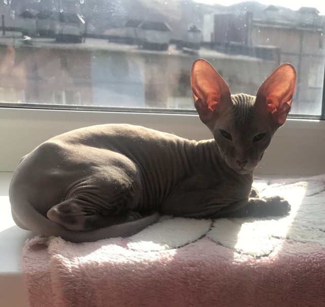 Мой кот