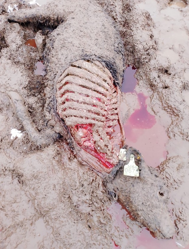 В Белевском районе, Тульской области на стадо Мираторга напала стая волков.