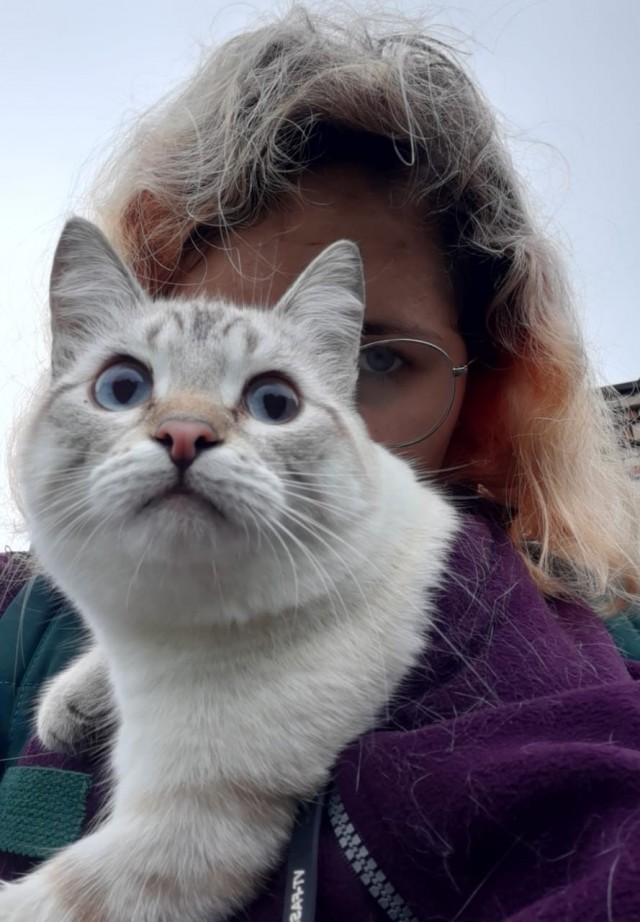 Котовторник продолжается