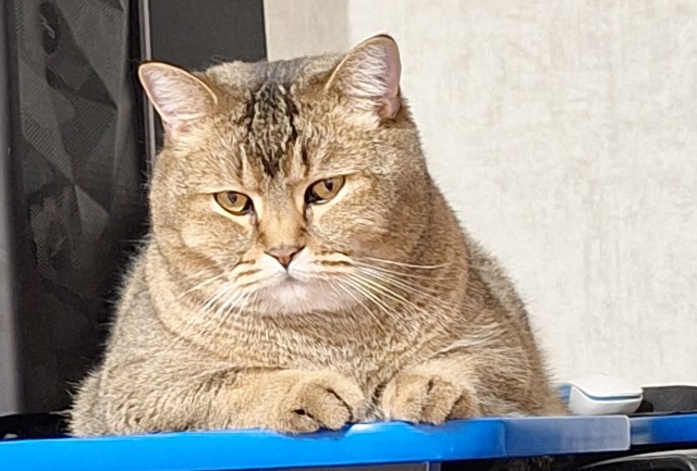 Нефотогеничный кот