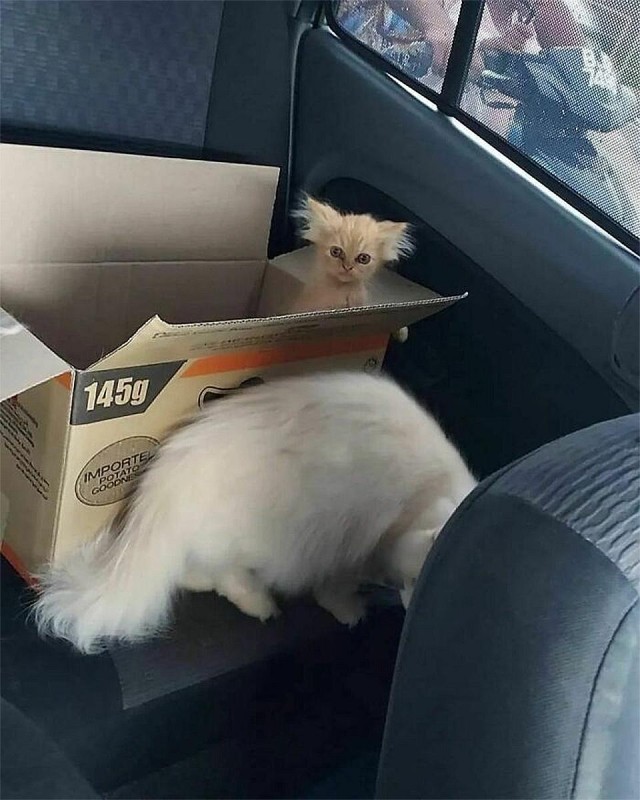 Смешные коты, которые бы победили на конкурсе абсурдных фотографий