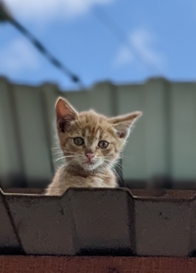 Котята познают мир