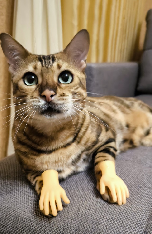 Котовторник!