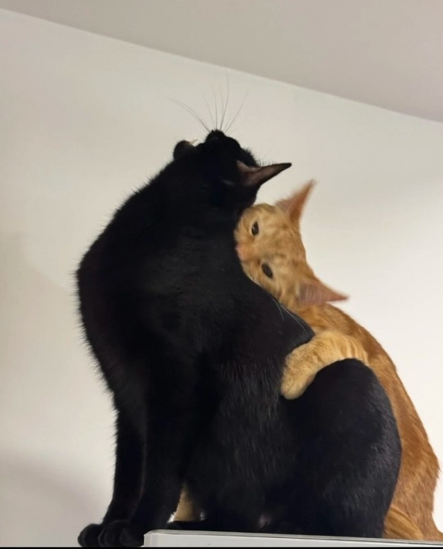 Котовторник.Наши модели
